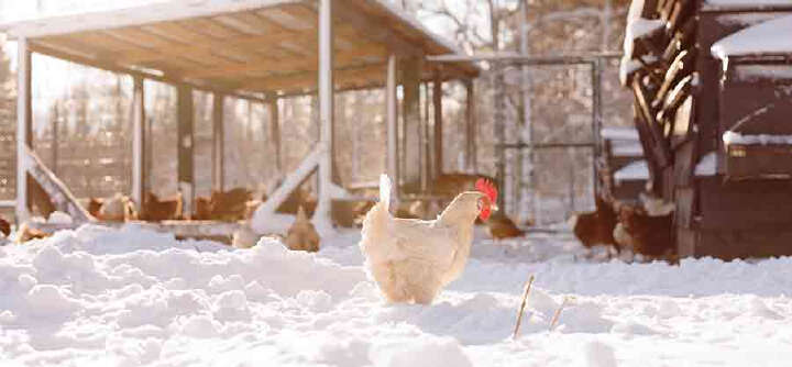 themenwelt themeneinstieg sommer und winterpflege 1600x740